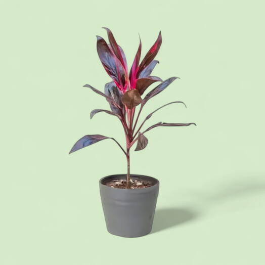 Cordyline Fruticosa Tango