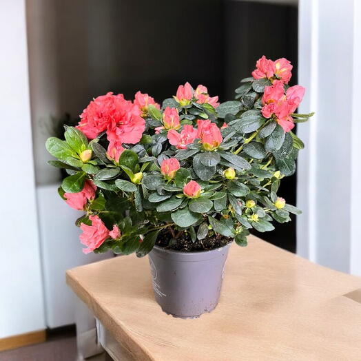 Қызғылт азалия