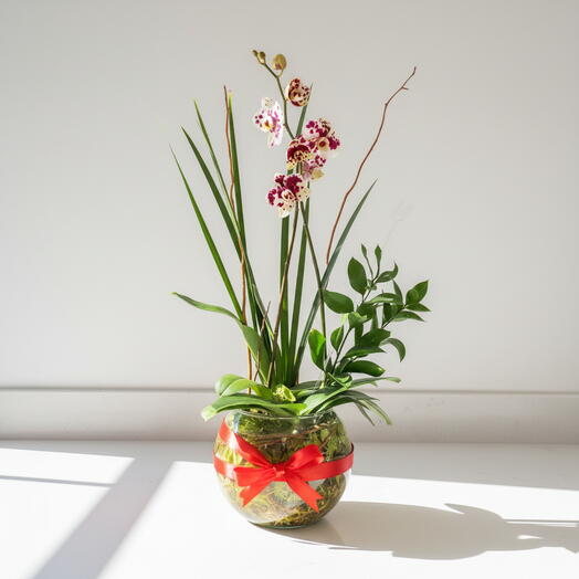 Orquidea Viva en Florero de Cristal – Planta Elegante con Raiz Natural