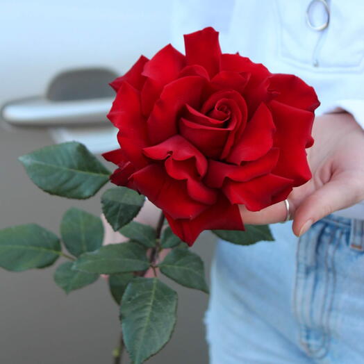 Red rose French style (Ecuador) 70cm