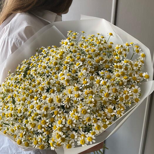 Bouquet of camomile