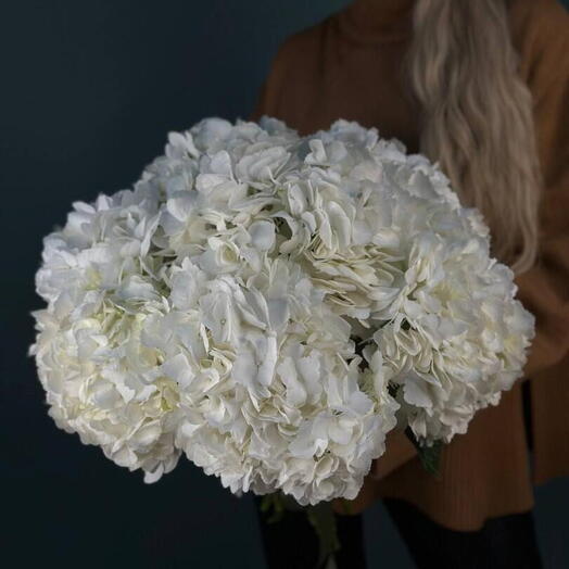 Букет с белых гортензий под ленту