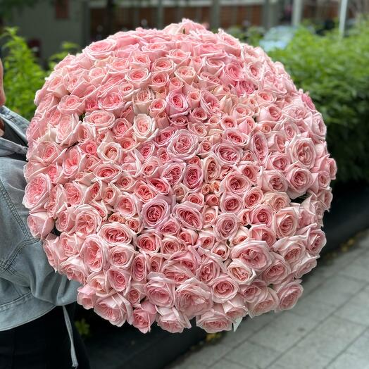 201 roses Pink Ohara
