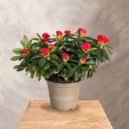 Piros azálea