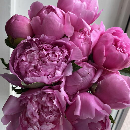 Pink peony