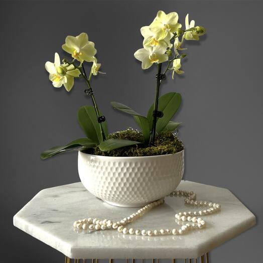 Mini Orchids
