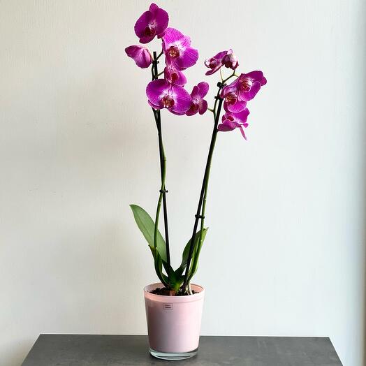 Orchid Phalaenopsis whith two shoots