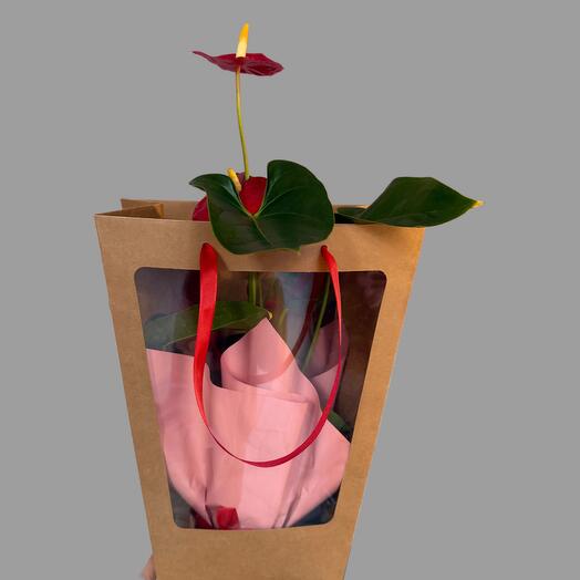 Anthurium in a gift bag