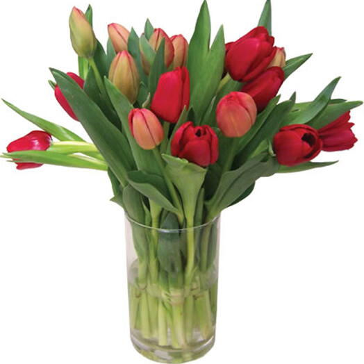 15 Red tulips in a vase