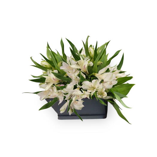 Flowers in a box, Alstomeria,  Alice in wonderland