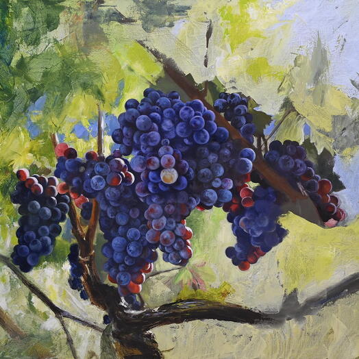 Zrelo grozđe na cokotu