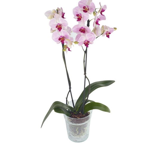 Rózsaszín 1-száras orchidea