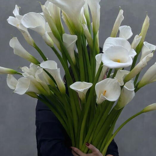 White calla lilies