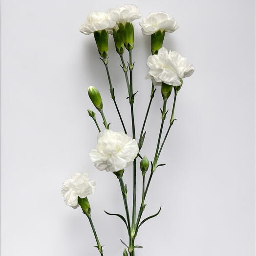 Carnation spray white