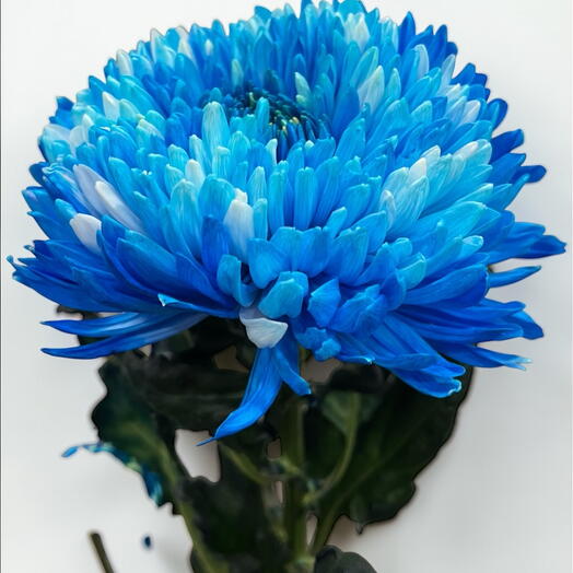 Chrysanthemum blue