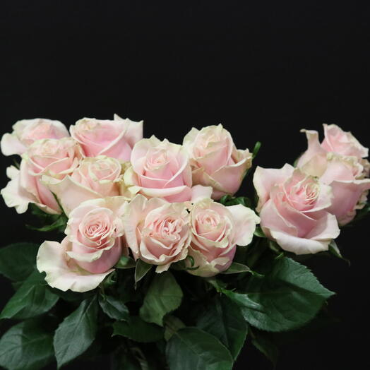 Roses "Pink Mondial"