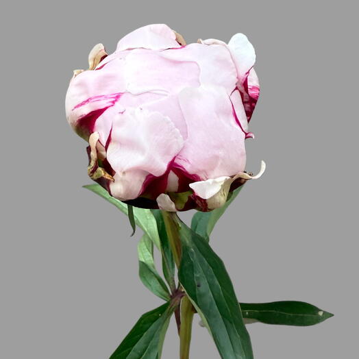 Pink peony