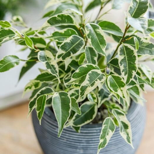Ficus benjamina  Twilight  Benjamin Fig