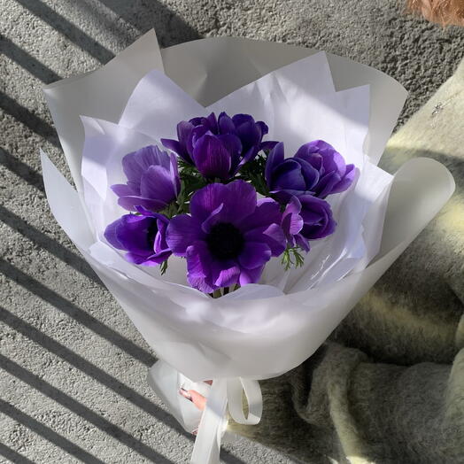 Anemone purple