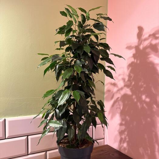 Green ficus