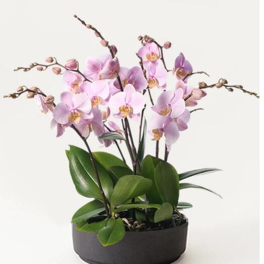 Planting orchid 3 pcs
