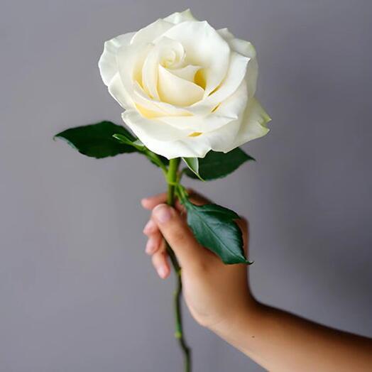 White rose