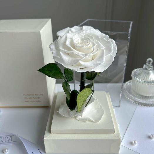 Ewige weisse Rose im weissen Acryltower