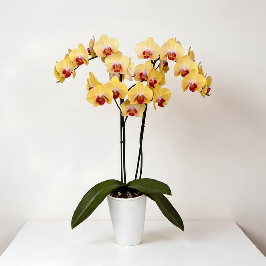 Orquidea Amarilla 2 varas