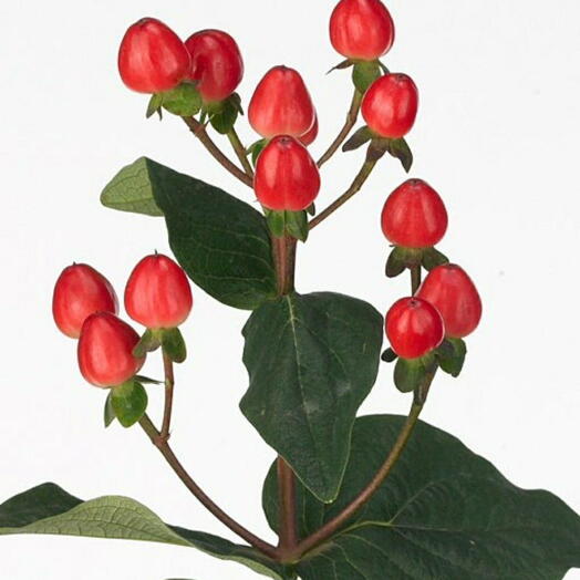 Hypericum red
