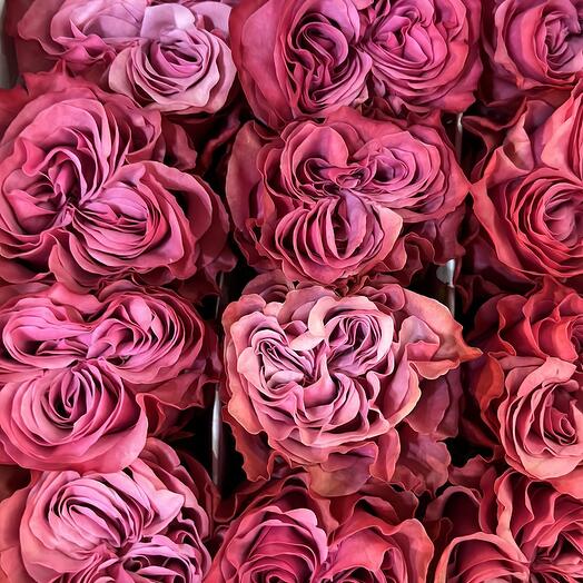 Rose Country blues 50 cm