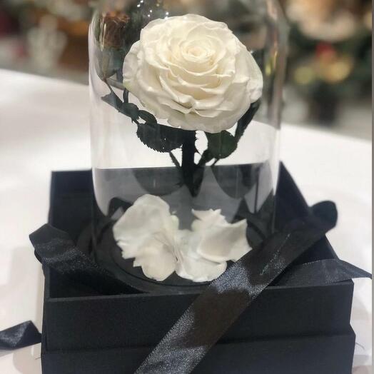 Eternal rose in glass dome 2