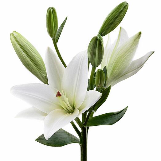 White lily