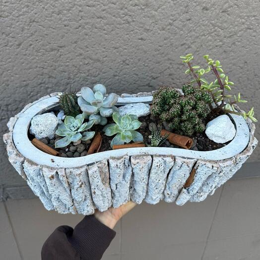 Arrangement of succulents and cacti in a wooden basket