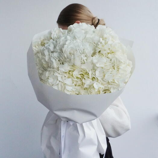 Hydrangea White