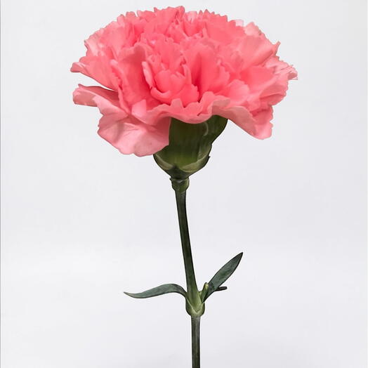 Carnation pink