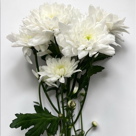 Chrysanthemum  spray white