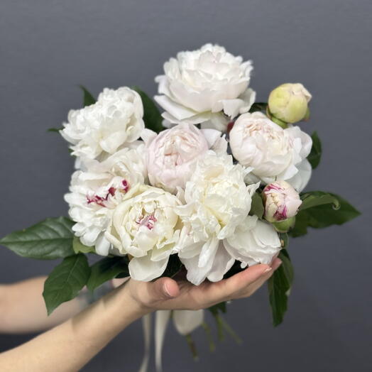 Marshmallow Peony Cloud