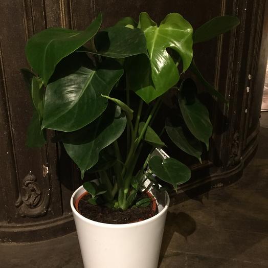 Monstera  indoor plant incl pot