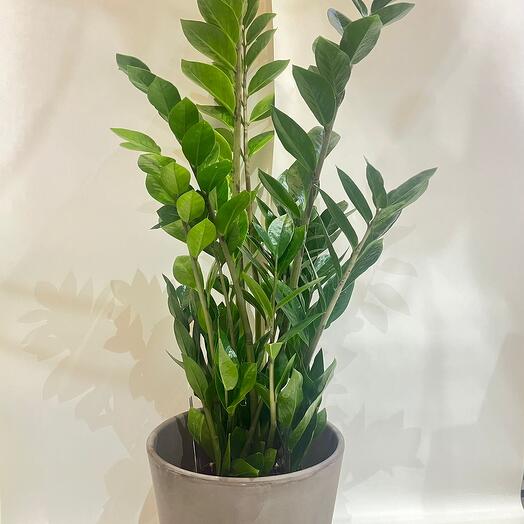 Zamioculcas Zamiifolia in pot - grand