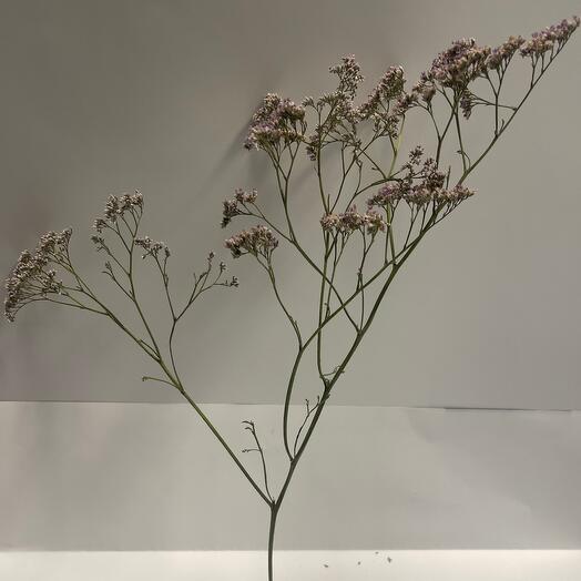 Limonium rosa