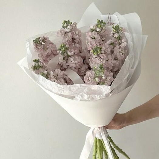 Pink Mathiola