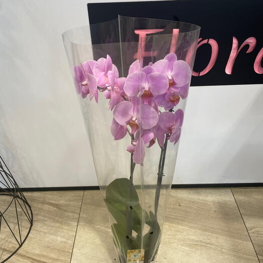 Phalaenopsis pink orchid 2 branches