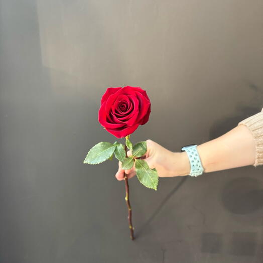 Красная роза сорта "Эксплорер"