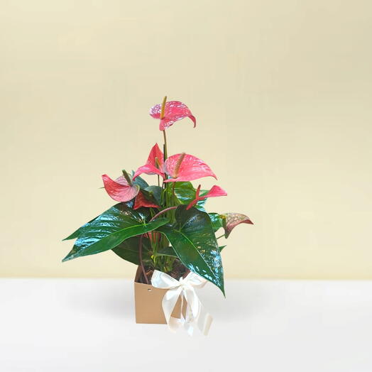Red anthurium in a gift box