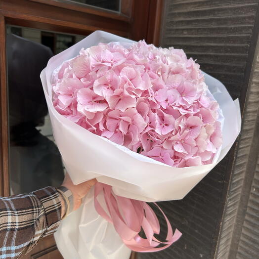 Hortensia rosa