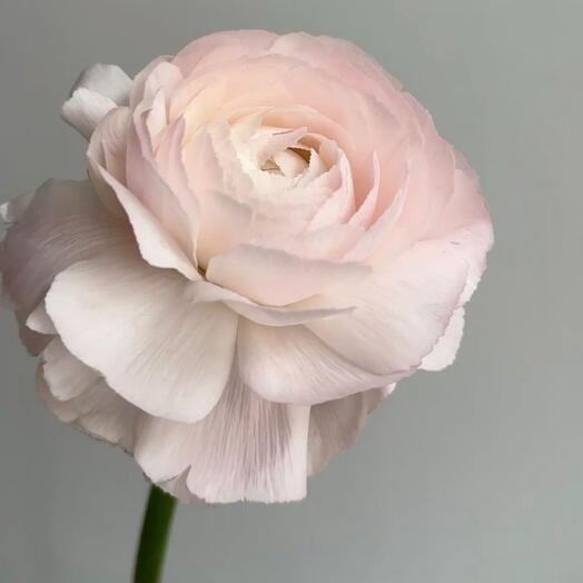 Ranunculus