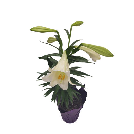 Easter Lily