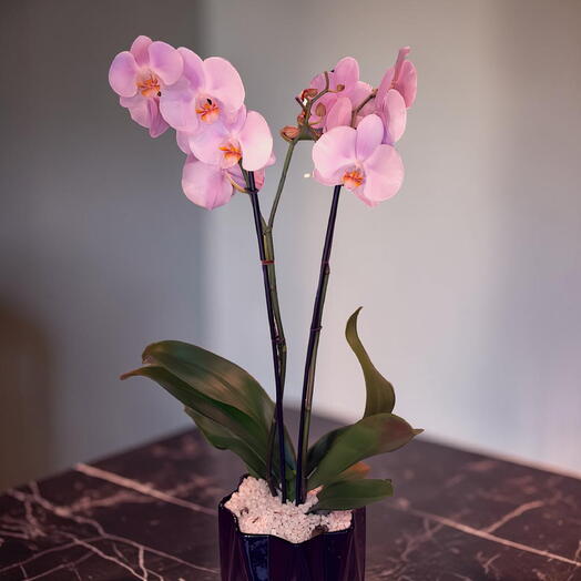 Orquidea Lila