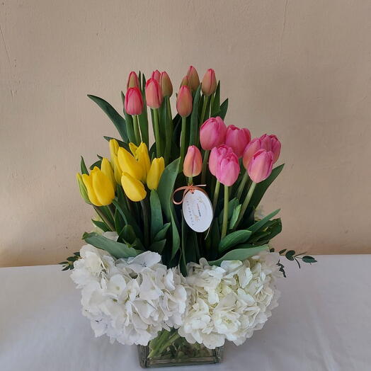 Hermosas Bariedad de Tulipanes