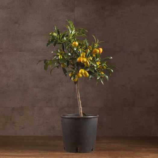 Комнатное растение Мандарин